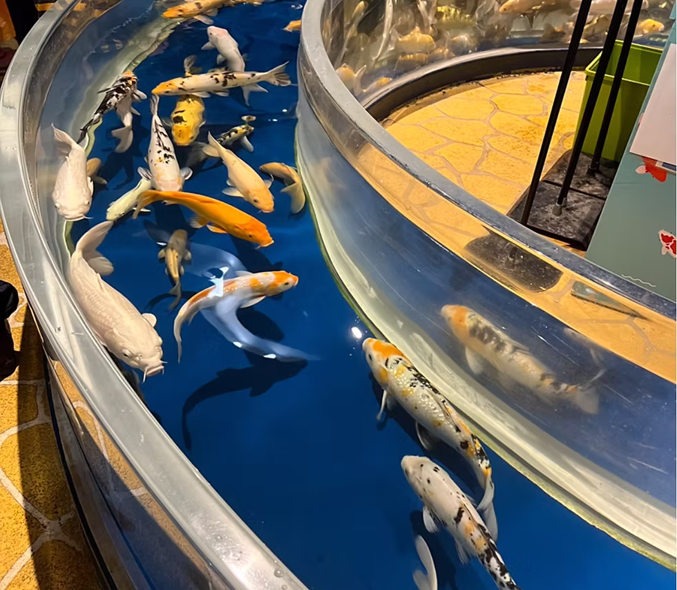 Koi Carp in a small tank without any enrichment in Lotte World Aquarium, Seoul. 
